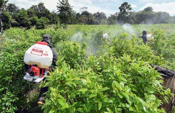 Colombia récord mundial de cultivo de coca en 2023.